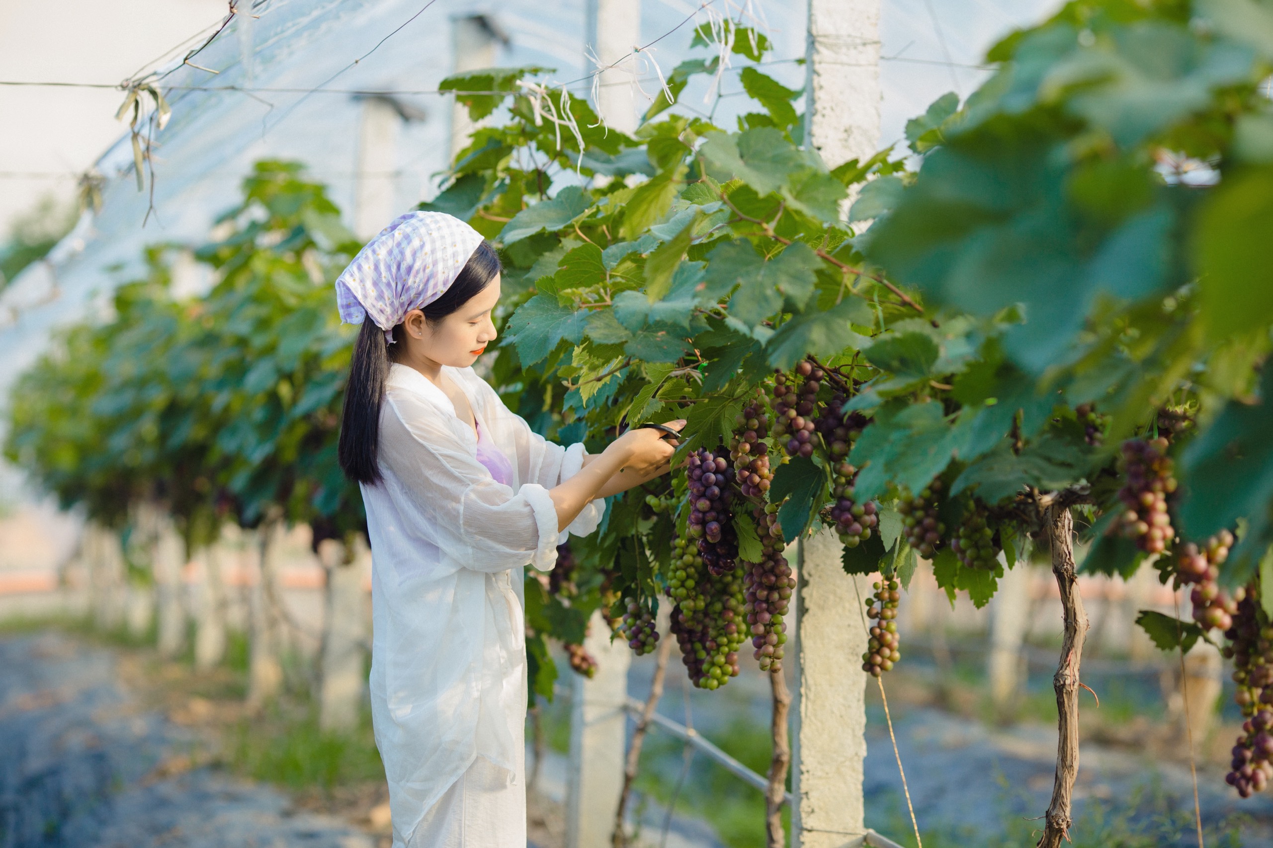 Sướng mắt ngắm vườn nho Hạ Đen trĩu quả đang vào mùa thu hoạch